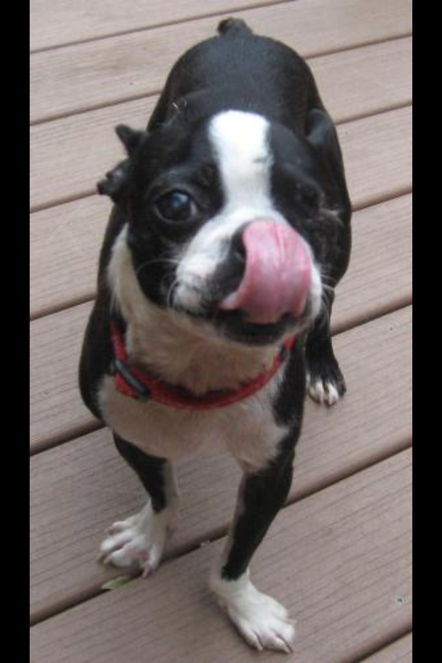 This is one of the original photos that Rob and Brittany saw on Petfinder.com. Who wouldn't fall in love with that face?